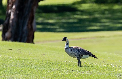 Kauai-007 Nene's are an everpresent hazard on the course