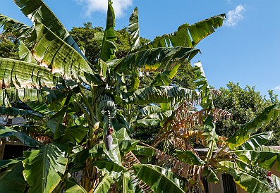 Oahu-004 Tuesday afternoon we stopped by Deb and Mary's house to hang out for a bit and toured the fruit salad growing in their back yard.