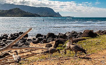 Kauai We carried over 2 weeks from our non-vacation in 2021 which enabled us to stay at our timeshare on Kauai for a full 6...