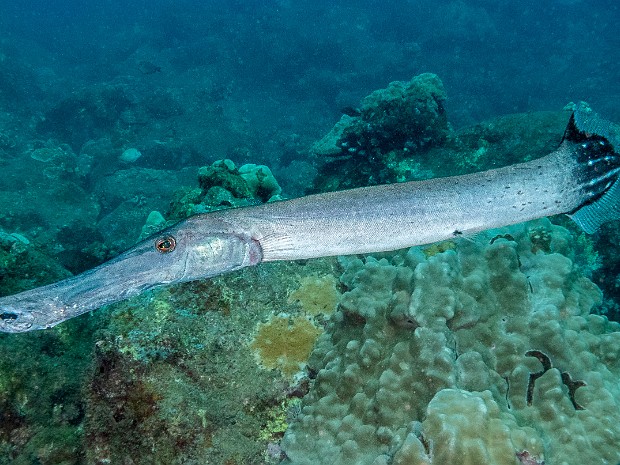 Diving