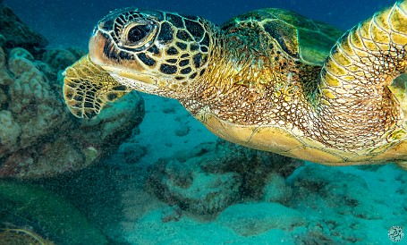 Back in the water again at Koloa Landing where the conditions were the clearest vis I can remember and the turtle activity was intense. Air temps however were on the cool side, it was downright chilly during the surface interval! π’π’π€Ώ Back in the water again at Koloa Landing where the conditions were the clearest vis I can remember and the turtle activity was intense. Air temps however were...