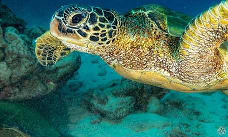 Back in the water again at Koloa Landing where the conditions were the clearest vis I can remember and the turtle activity was intense. Air temps however were on the cool side, it was downright chilly during the surface interval! 🐢🐢🤿 Back in the water again at Koloa Landing where the conditions were the clearest vis I can remember and the turtle activity was intense. Air temps however were...