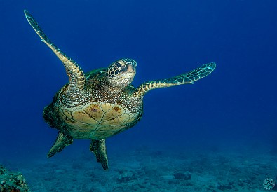 Back in the water again at Koloa Landing where the conditions were the clearest vis I can remember and the turtle activity was intense. Air temps however were on the cool side, it was downright chilly during the surface interval! π’π’π€Ώ Back in the water again at Koloa Landing where the conditions were the clearest vis I can remember and the turtle activity was intense. Air temps however were...