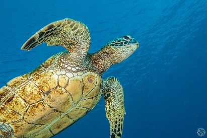 Back in the water again at Koloa Landing where the conditions were the clearest vis I can remember and the turtle activity was intense. Air temps however were on the cool side, it was downright chilly during the surface interval! 🐢🐢🤿 Back in the water again at Koloa Landing where the conditions were the clearest vis I can remember and the turtle activity was intense. Air temps however were...