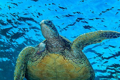 Surgeonfish are frequent sea turtle companions, cleaning the turtle by feeding off its accumulated algae. 🐢🐢 Surgeonfish are frequent sea turtle companions, cleaning the turtle by feeding off its accumulated algae. 🐢🐢