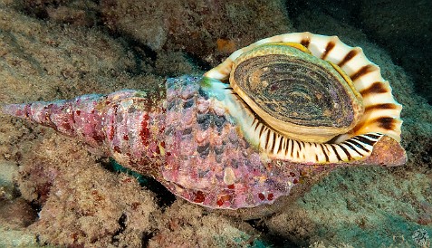The Triton's Trumpet is one of the largest species of sea snail, this guy was about 18
