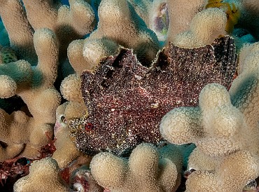 Leaf Scorpionfish usually tuck themselves pretty well inside coral heads, but this one was right out in the open for its beauty shot ππ¦π Leaf Scorpionfish usually tuck themselves pretty well inside coral heads, but this one was right out in the open for its beauty shot ππ¦π