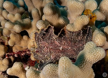 Leaf Scorpionfish usually tuck themselves pretty well inside coral heads, but this one was right out in the open for its beauty shot 🍃🦂🐟 Leaf Scorpionfish usually tuck themselves pretty well inside coral heads, but this one was right out in the open for its beauty shot 🍃🦂🐟