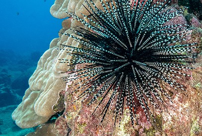 KoloaLanding20230126-026 The Banded Sea Urchin is definitely look but don't touch 🪡🤕 Even a wetsuit provides no protection against their spines which will pierce it like a hot knife...