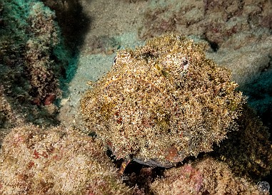 Devil Scorpionfish doing his best to look like a rock 👿🦂🐟 Devil Scorpionfish doing his best to look like a rock 👿🦂🐟