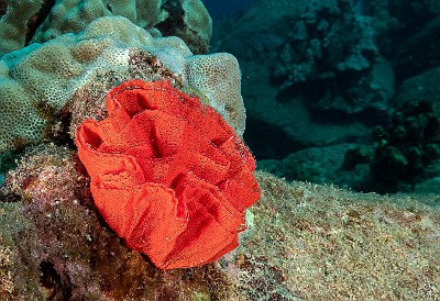 The Spanish Dancer nudibranch lays millions of eggs in a wide spiral ribbon that it affixes to a solid surface, looking like an underwater rose πΉ The eggs are laced with toxins to deter any predators who might consider them to be a tasty treat before they have a chance to hatch. The Spanish Dancer nudibranch lays millions of eggs in a wide spiral ribbon that it affixes to a solid surface, looking like an underwater rose πΉ The eggs are...