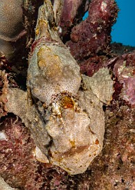 I was 1:1 with Jeanette Auber, the owner of Fathom Five Divers, who I hadn't had the pleasure of diving with in probably 6-7 years. As we were suiting up she asked me what I wanted to find. I said that in all my dives last year, I had curiously not seen a single Frogfish. Well, half-way through our first dive, we found this large well-disguised Commerson's Frogfish propped under a head of coral. Mission accomplished! 🐸🐟 I was 1:1 with Jeanette Auber, the owner of Fathom Five Divers, who I hadn't had the pleasure of diving with in probably 6-7 years. As we were suiting up she...