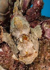 I was 1:1 with Jeanette Auber, the owner of Fathom Five Divers, who I hadn't had the pleasure of diving with in probably 6-7 years. As we were suiting up she asked me what I wanted to find. I said that in all my dives last year, I had curiously not seen a single Frogfish. Well, half-way through our first dive, we found this large well-disguised Commerson's Frogfish propped under a head of coral. Mission accomplished! πΈπ I was 1:1 with Jeanette Auber, the owner of Fathom Five Divers, who I hadn't had the pleasure of diving with in probably 6-7 years. As we were suiting up she...