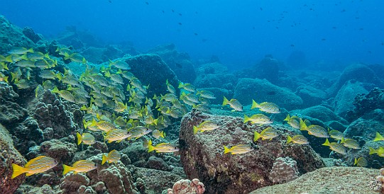 Schools of Bluestripe Snapper, or Ta'ape in Hawaiian, abound in Hawaii, here at Koloa Landing. Now considered an invasive species and a pest because they outcompete local fishes and fetch low market prices, they were originally introduced in the 1950's by Hawaii's Division of Fish and Game to fill a perceived vacant niche in the commercial food chain. Although they are tasty, the demand remains virtually non-existent because of the invasive stigma attached to them. Schools of Bluestripe Snapper, or Ta'ape in Hawaiian, abound in Hawaii, here at Koloa Landing. Now considered an invasive species and a pest because they...