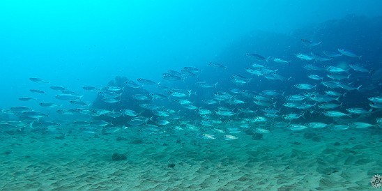 Koloa Landing has been swarming with schools of Akule, the Hawaiian name for Bigeye Scad and a relative of the mackerel family. Relatively small at less than 2 ft., it's a popular fish that the locals catch with throw nets and deep fry. πππ Koloa Landing has been swarming with schools of Akule, the Hawaiian name for Bigeye Scad and a relative of the mackerel family. Relatively small at less than 2...