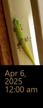 Oahu-012 Colorful gecko, not sure I've seen this coloration before