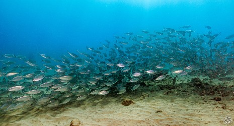 KoloaLanding20240213-003 School of Akule or Bigeye Scad at Koloa Landing