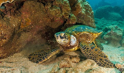 KoloaLanding20240213-006 Green Sea Turtle suffering from a fibropapillomatosis tumor