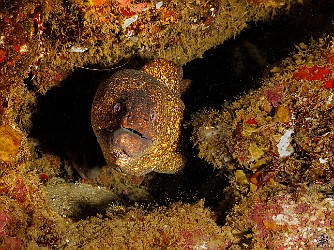 The jaw on this Yellowmargined Moray looks like he's been in a few too many bar fights 🥊 I love that I also captured the banded coral shrimp hanging out at the top left 🦐 The jaw on this Yellowmargined Moray looks like he's been in a few too many bar fights 🥊 I love that I also captured the banded coral shrimp hanging out at the...