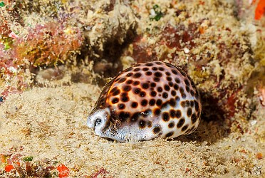 PlateLunch20240207-013 Hawaiian Tiger Cowrys are endemic and can grow as large as 5-6 inches, like this one π