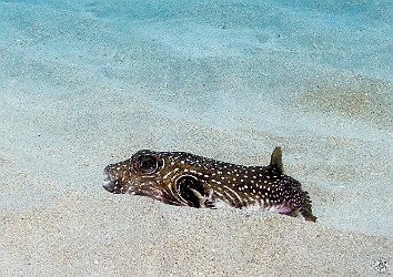 StoneHouse20240202-003 Stripebelly Puffer on a sandy area of the Stone House dive site 🐡