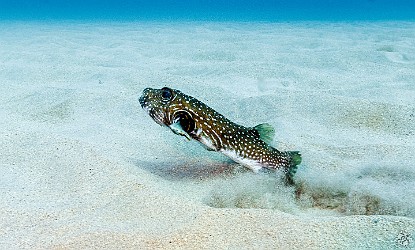 Stripebelly Puffer on a sandy area of the Stone House dive site π‘ Stripebelly Puffer on a sandy area of the Stone House dive site π‘