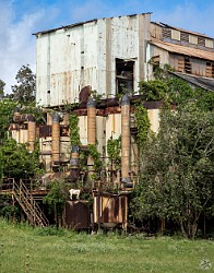 Kauai2024-014 Feral goats 🐐 have replaced the plantation workers