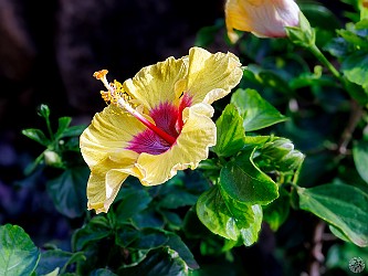 Kauai2024-033 The most perfect hibiscus flowers we've ever seen, just outside our Makahuena condo πΊ