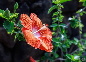 Kauai2024-034 The most perfect hibiscus flowers we've ever seen, just outside our Makahuena condo πΊ