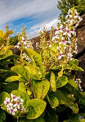 Kauai2024-036 Pseuderanthemum Carruthersii, commonly called Carruthers' Falseface, native to the South Pacific but now well established in Hawaii πΌπΌ