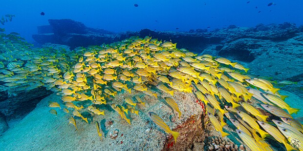 Diving After 20+ years of taking underwater photos with high end compact cameras, I finally bit the 💰 bullet and bought a...