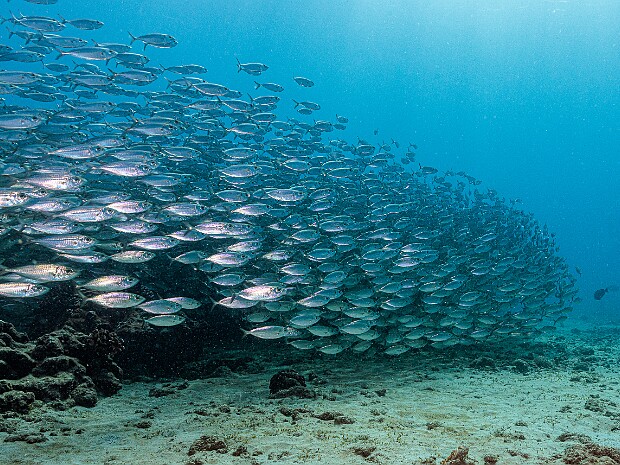 Diving