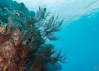 CampOne20250129-003 Black coral is actually brownish-orange when it's alive