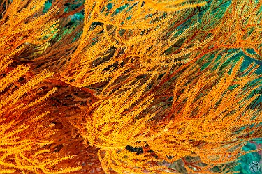 CampOne20250129-018 Black coral is actually brownish-orange when it's alive