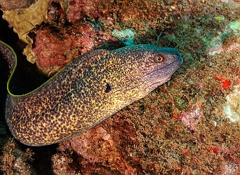 CampOne20250129-022 Yellowmargined Moray at Camp One dive site