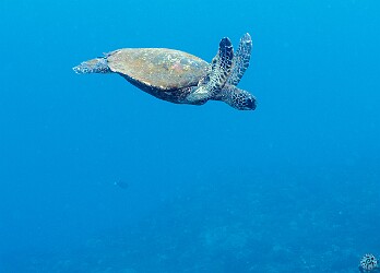 CampOne20250129-027 Small honu at Camp One