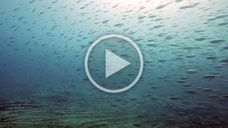 Koloa Landing Akule Bait Ball 2025