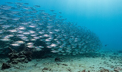 KoloaLanding20250204-008 Massive schooling bait balls of Akule or Bigeye Scad kept us mesmerized at Koloa Landing. We literally held our position in the sandy area for a long time as...