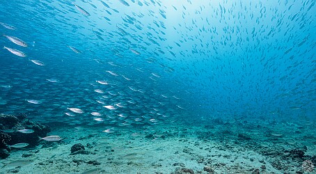 KoloaLanding20250204-010 Massive schooling bait balls of Akule or Bigeye Scad kept us mesmerized at Koloa Landing. We literally held our position in the sandy area for a long time as...