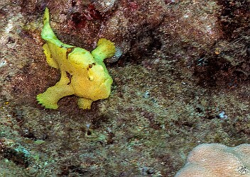 KoloaLanding20250204-029 Cute baby frogfish looks like an alien cartoon character