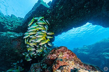 SheratonCaverns20250128-007 School of Bluestripe Snapper hanging in its usual place under the archway at Sheraton Caverns