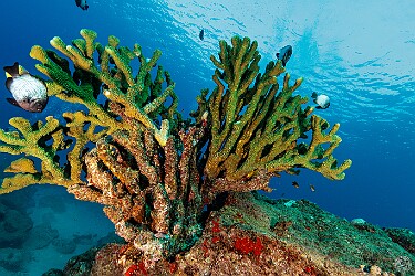 StoneHouse20250128-007 Hawaiian Dascyllus or Domino Damselfish protecting their coral home