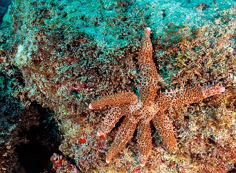 StoneHouse20250128-010 Fisher's Star