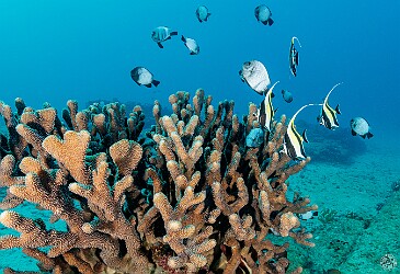 StoneHouse20250128-015 Two pairs of Moorish Idols crashed the Dascyllus party