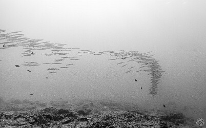 TurtleBluffs20250129-007 Large school of barracuda at Turtle Bluffs