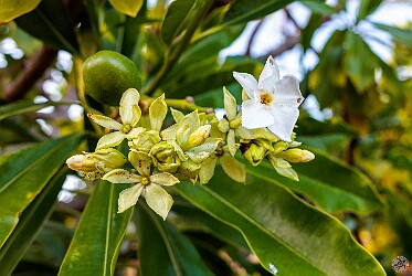 Kauai2025-023 Pretty flowers belie the danger within. Yet another deadly plant commonly known as the Pong Pong or the Suicide Tree. The seeds contain a poison that when...