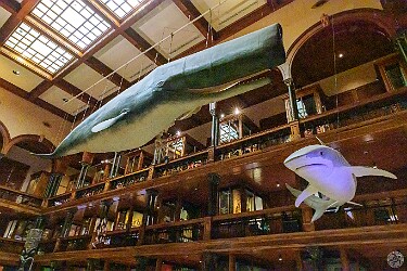 Oahu2025-006 The Bishop Museum is the largest museum in Hawaii