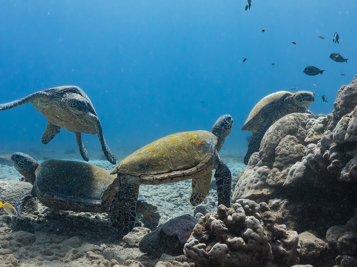 diving