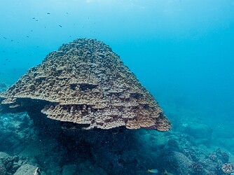 KoloaLanding20260220-018 The large mushroom head of coral along the western flank of Koloa Landing