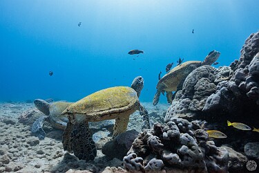 KoloaLanding20260225-010 It's a lunchtime algae buffet and all the honu are crowding up to the salad bar 🐢🥗